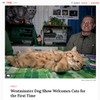  Time.com StoryMeet the Breeds Westminster (WKC) 14 photographs & Stories on Instagram  
