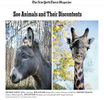  Zoo Animals and Their Discontents July 3, 2014 New York Times Magazine 