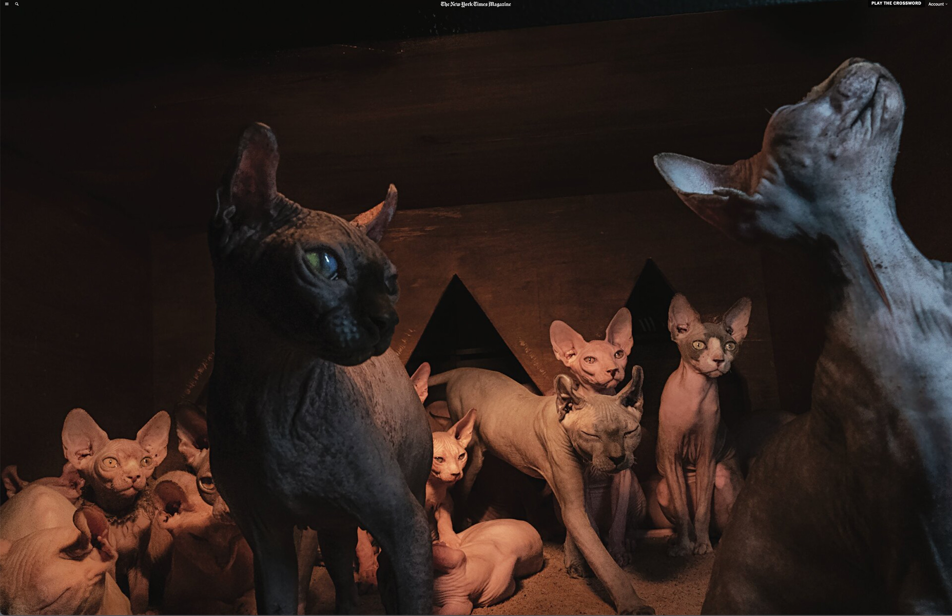  New York Times Magazine Voyages Issue, Animals: Robin Schwartz South Korea Animal CafesEditors: Amy Kellner, Kathy RyanMobile Online, Digital and Print    nytimes.com/interactive/2022/09/21/magazine/animal-cafe-photos    