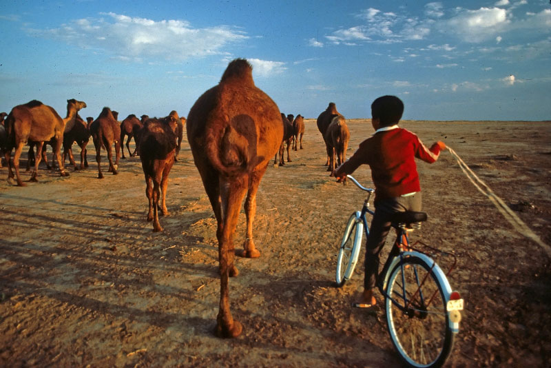 A boy herds a group of camels on his family's farm in Turkmenistan.