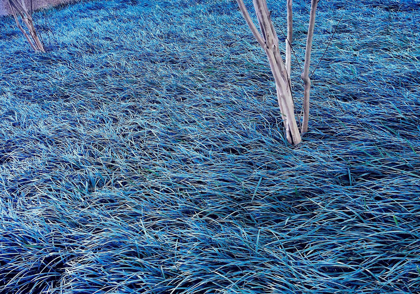 blue-grasses