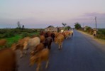 cattle drive on road north to Banteay SreiAngkor complex - Cambodia
