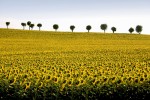 Sunflower field France
