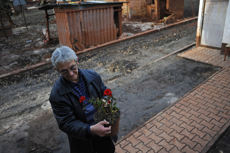 DEVECSER, HUNGARY.  Jozsef Szalai with the single rose plant salvaged from the garden of his family home on November 20, 2010 in a ruined section of Devecser in the aftermath of an industrial accident on October 4, 2010 that resulted from a rupture in a reservoir containing toxic alumina sludge in nearby Ajka, Hungary that sent hazardous red sludge gushing through Devecser and several surrounding towns.  Unlike other effected families, the Szalai family hopes to remain in their home as long as possible despite the devastation around them.