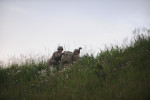 SWIDWIN AIRFIELD, POLAND.  American soldiers with the 1st Battalion, 503rd Infantry Regiment, 173rd Airborne Brigade maintain their position on a grassy knoll after parachuting in from a C-130 during an airfield seizure exercise on June 16, 2015.  NATO is engaged in a multilateral training exercise {quote}Saber Strike,{quote} the first time Poland has hosted such war games, involving the militaries of Canada, Denmark, Germany, Poland, and the United States.