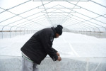 CHICAGO, ILLINOIS.  Fred Daniels, 31, the site manager of Growing Home, a community-based agriculture project, adjusts the row cover inside one of the facility's hoop houses where a range of root and leaf vegetables are grown in the high crime Englewood neighborhood on December 22, 2014.  Englewood is one of the neighborhoods most hard hit by violent crime year after year in Chicago but has not avoided the healthier food fashion, with the national organic grocery retail chain Whole Foods announcing that it will be opening a store in the neighborhood at 61st Street and Halsted.