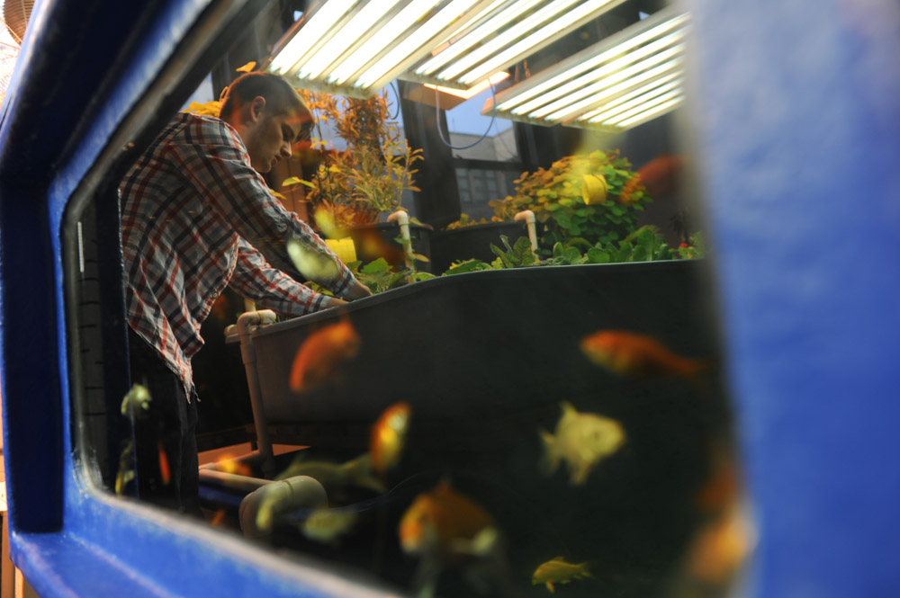 CHICAGO, ILLINOIS.  Matthew Peters, 17, reflected in a goldfish basin while examining a a plant he grew in the aguaponics lab at Lane Tech High School on March 19, 2015.  Lane Tech, a Chicago Public High School, has cultivated the program with support from the Century Foundation and the school's alumni association as well as donations from Brew and Grow and Home Depot.
