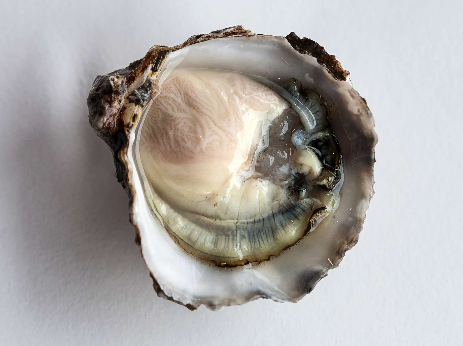 Olympia_oyster