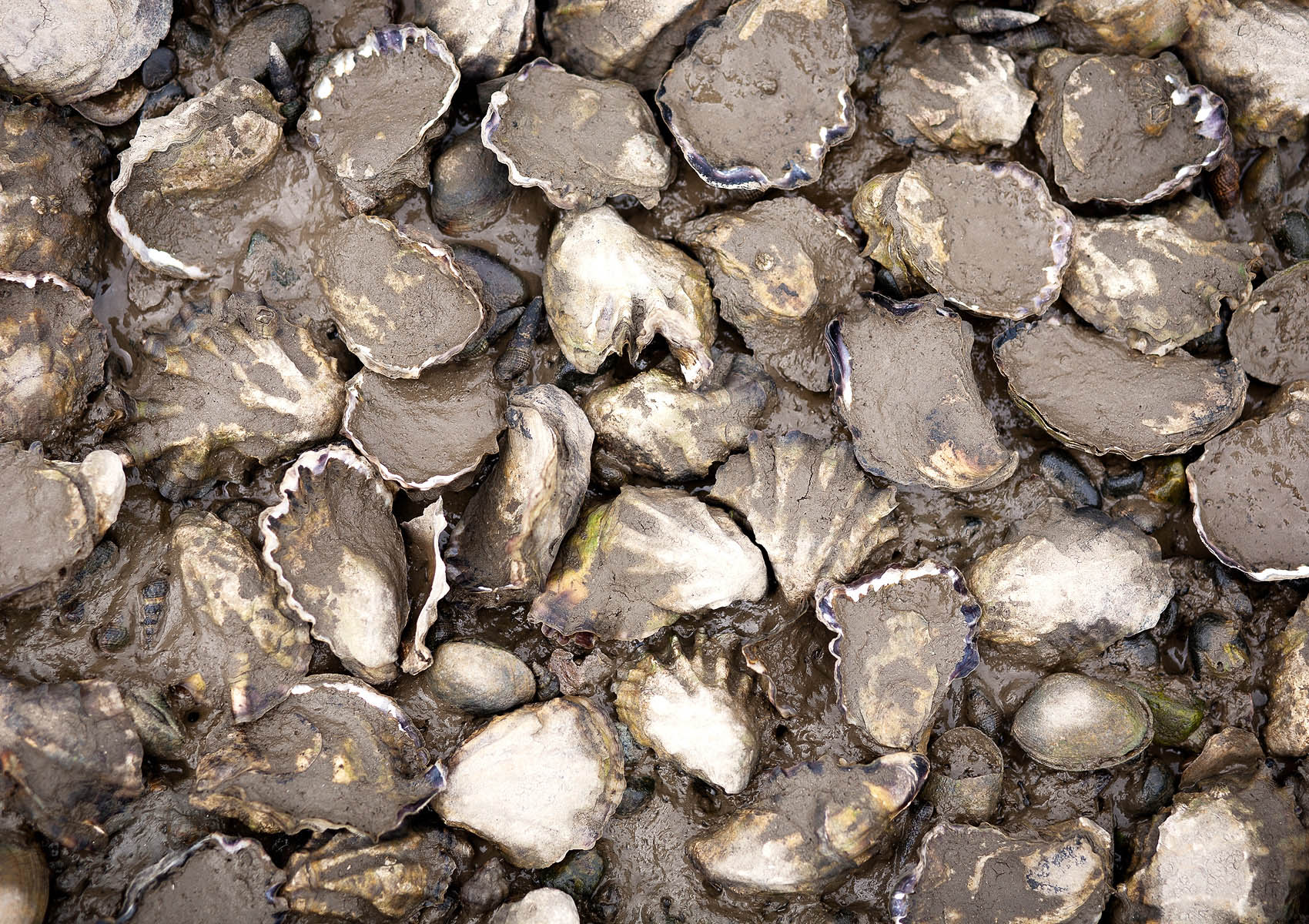 Oysters_Bed_Pacifics