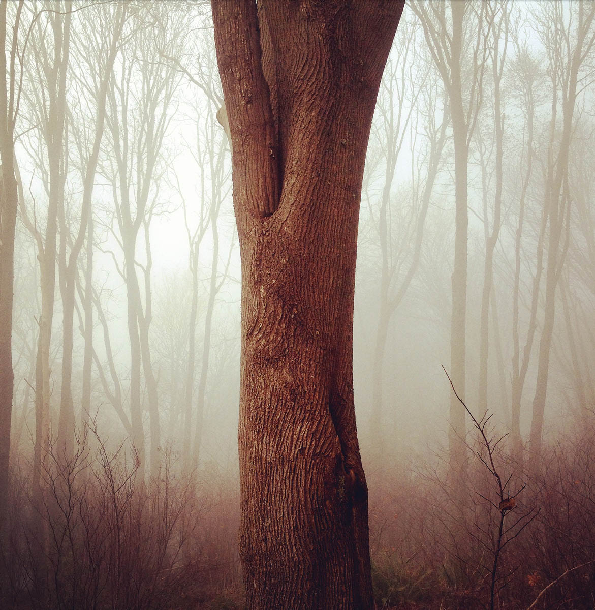 Trees_Fog