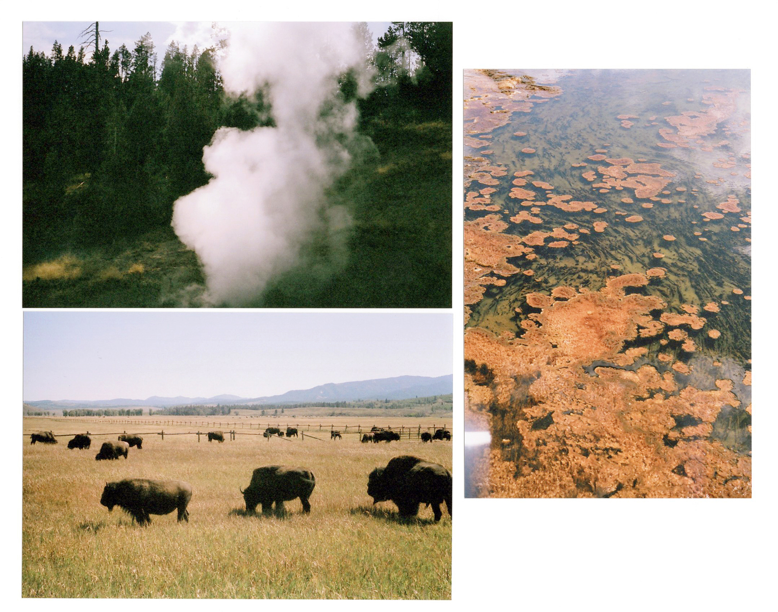 35 mm film, Yellowstone National Park 2019