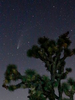 Comet Neowise with a Joshua Tree, Searchlight, Nevada.