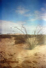 Kodak Brownie, 120 film. Ocotillo cactus, Baja California, Mexico