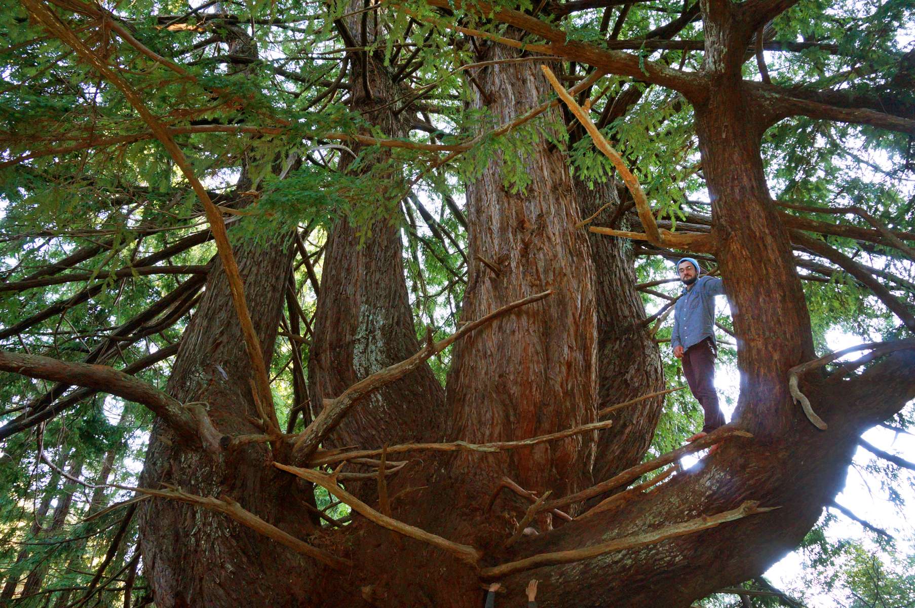 Candelabra Tree, Butano Redwoods State Park, Nothern Caifornia