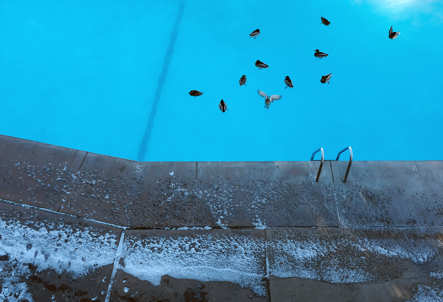 Ducks bathe and splash around in a hotel pool near snow-covered grounds in South Lake Tahoe.