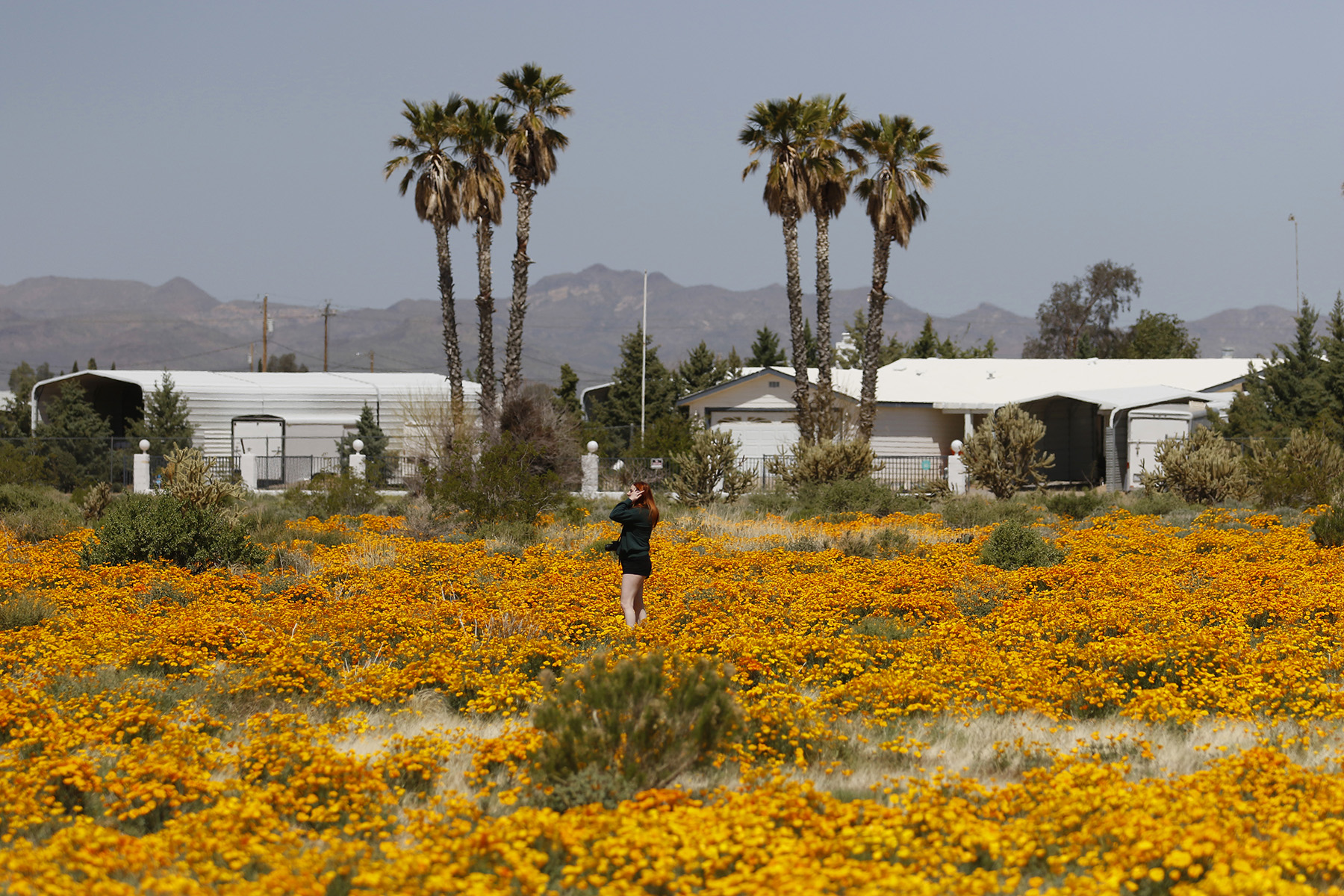 Golden Valley, Arizona, 2023 super bloom.