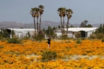 Golden Valley, Arizona, 2023 super bloom.