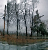 rainy-trees_5749