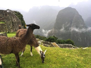 Llamas graze on a terrace in the mist at Machu Picchu, Peru, with ruins visible at upper left. Jon Chase photo
