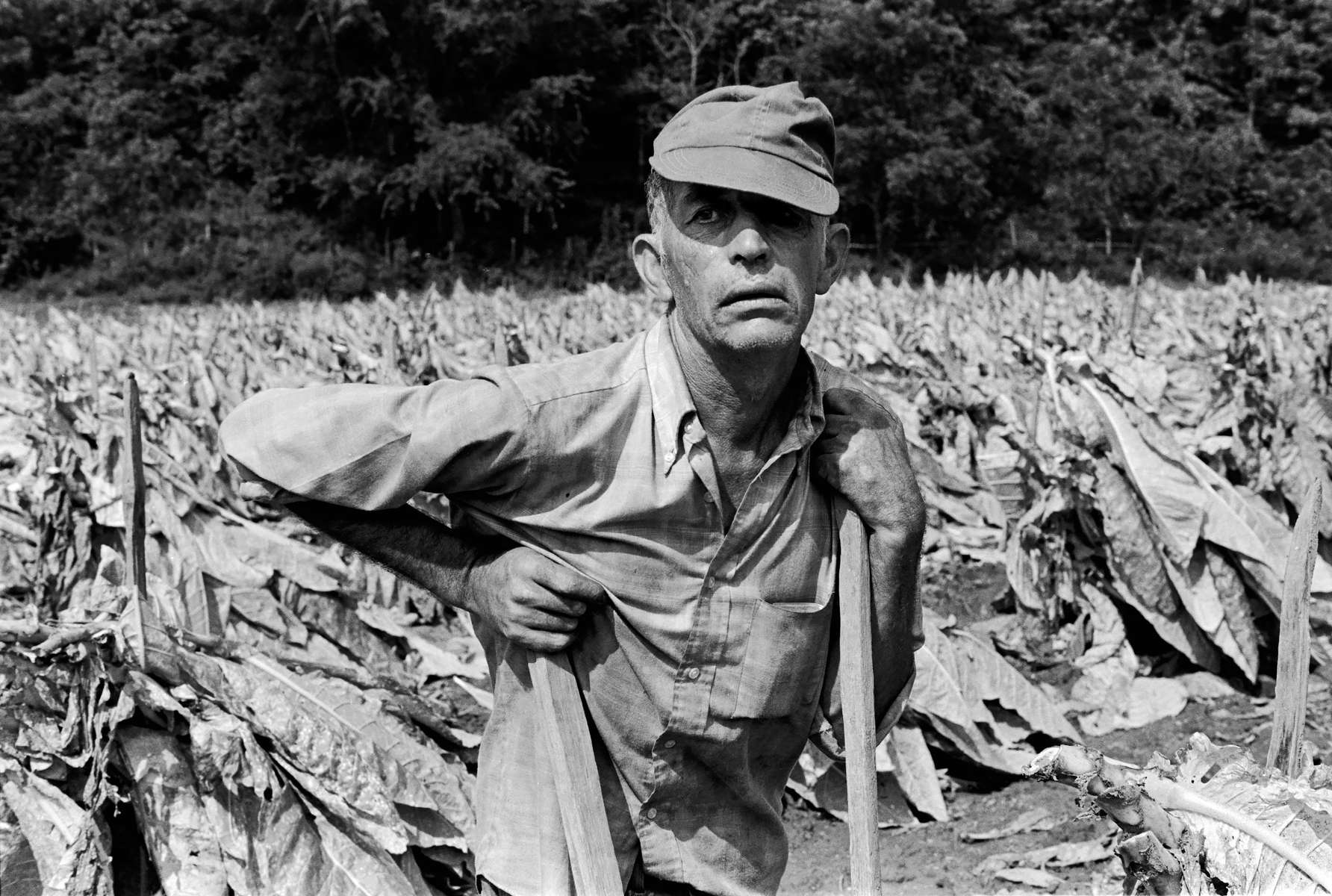 Hired hand in a tobacco field, Jackson, KY, 1978. The owners of this field klndly put up my traveling companion and myself for the night, after meeting us by a roadside flea market. Jackson is nestled in the heart of the Cumberland Plateau in the Appalachian Mountains. Kentucky produces more tobacco than any other state except North Carolina. For centuries, tobacco barns dotted the central Kentucky landscape, but as health risks from smoking became clear, sales of the state’s longtime top crop plummeted. Now farmers are turning to hemp as a less labor-intensive, more profitable alternative with a growing market for the extracted CBD oil. Jon Chase photo