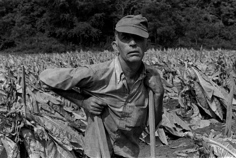 Tobacco hired hand, Jackson, Ky.