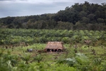 EL ESTOR, GUATEMALA. February 12, 2018 – A palm oil plantation surrounds a family plot in the Q'eqchi indigenous Mayan Q'eqchi community of Nuevo Esperanza Tunico, in the Polochic Valley, in eastern Guatemala. In October 2016, farmers watched police set their homes on fire and cut her crops with machetes. About 80 families from three communities resisted a court ordered eviction from a banana plantation company, Inversiones Cobra SA, that sought to kick out workers and their families after they allegedly occupied land procured to produce bananas and African palm.