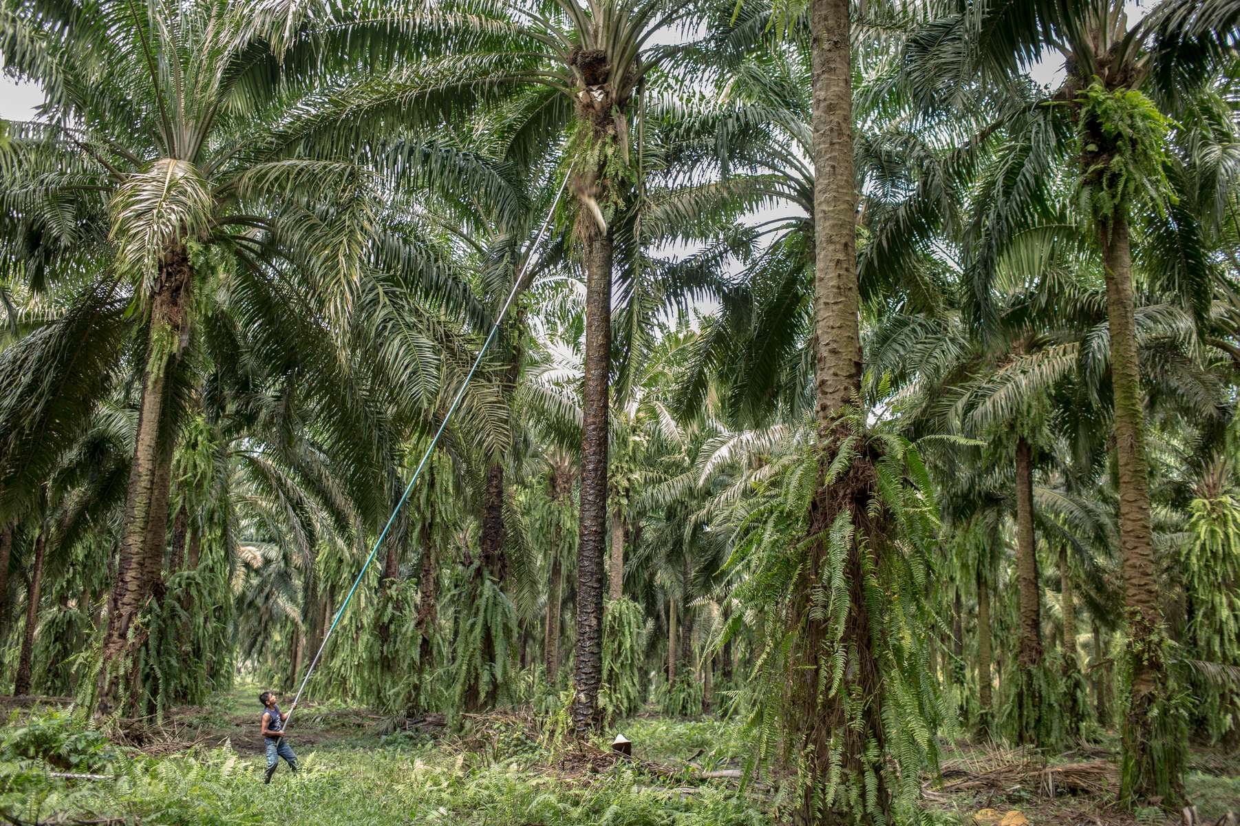 IZABAL, GUATEMALA. February 13, 2018 – A worker harvests palm fruits with an extension pole at a palm oil farm in eastern Guatemala. The palm trees can grow up to 40 feet and live up to 30 years producing fruit.Palm companies provide seasonal jobs for indigenous Mayan Q'eqchi communities along Lake Izabal. In the last 20 years, palm oil plantations in the region replaced former cattle ranches but it has exacerbated the struggle for land rights in the Polochic Valley. In Guatemala, only four percent of producers control 80 percent of the land. Approximately 60 percent of citizens live in poverty but rises to 80 percent among the indigenous communities. {quote}The indigenous population was always seen as cheap labor and this persists to this day,{quote} said Alvaro Pop, Chair of the United Nations Permanent Forum on Indigenous Issues. {quote}They are seen as a tool and are not the focus of public policies.”