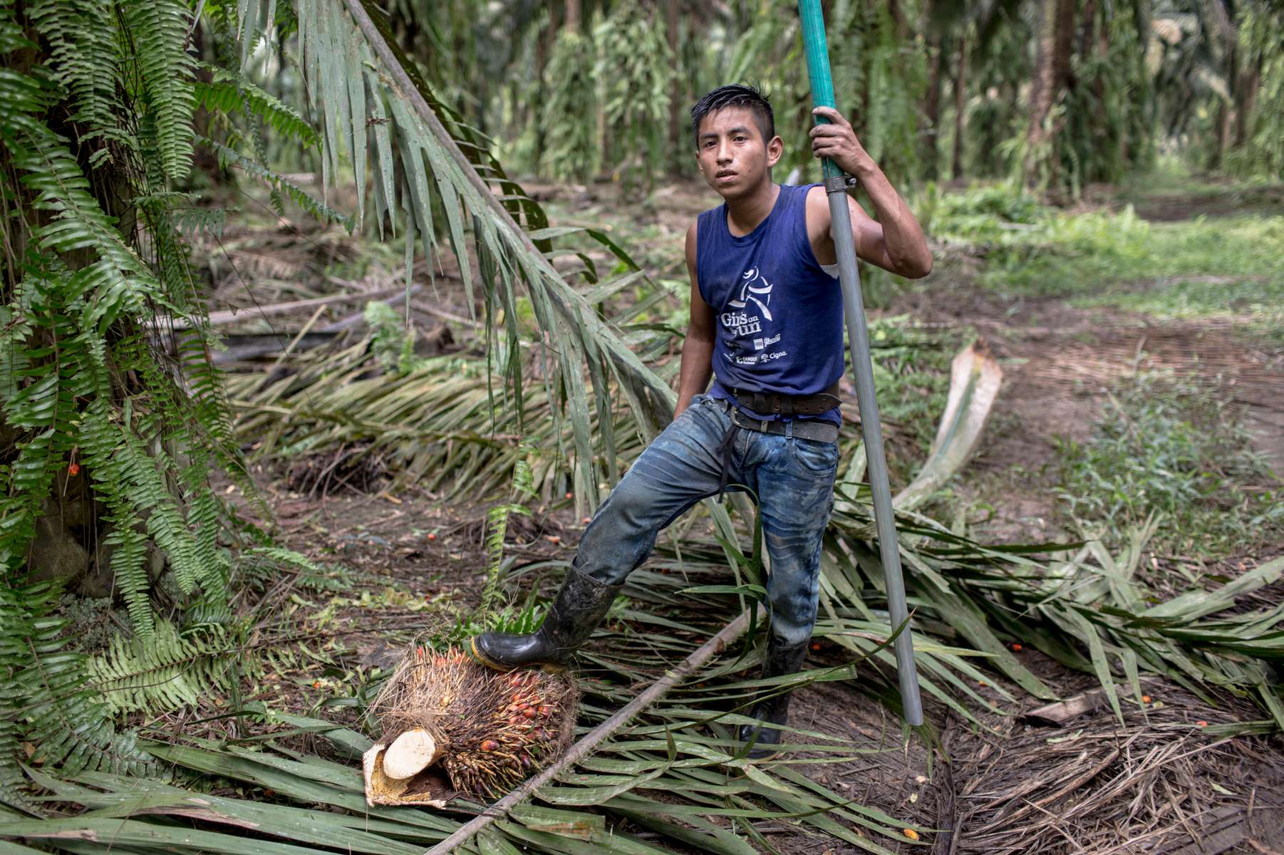 IZABAL, GUATEMALA. February 13, 2018 – Indigenous Mayan Q'eqchi communities such as Chapin Abajo .along Lake Izabal in eastern Guatemala, have no state presence. There is no police. Only a palm oil company provides jobs and health services. In the last 20 years, palm oil plantations in the region replaced former cattle ranches but it has exacerbated the struggle for land rights in the Polochic Valley. Palm oil plantations in Guatemala have the highest productivity per hectare of any country in the world, according to the Oil Palm Growers’ Guild in Guatemala (GREPALMA). The world average in palm oil productivity is four tons per hectare, whereas Guatemala is producing seven tons.