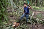 IZABAL, GUATEMALA. February 13, 2018 – Indigenous Mayan Q'eqchi communities such as Chapin Abajo .along Lake Izabal in eastern Guatemala, have no state presence. There is no police. Only a palm oil company provides jobs and health services. In the last 20 years, palm oil plantations in the region replaced former cattle ranches but it has exacerbated the struggle for land rights in the Polochic Valley. Palm oil plantations in Guatemala have the highest productivity per hectare of any country in the world, according to the Oil Palm Growers’ Guild in Guatemala (GREPALMA). The world average in palm oil productivity is four tons per hectare, whereas Guatemala is producing seven tons.