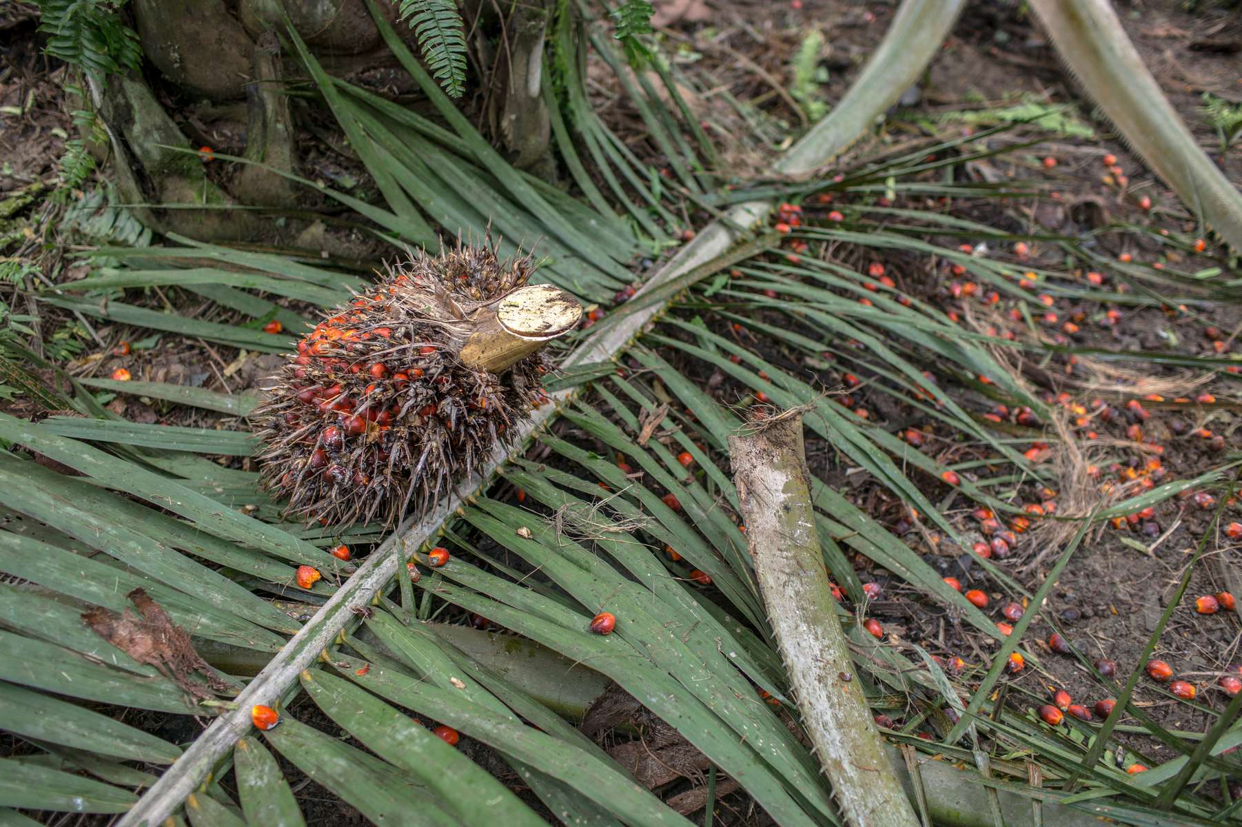 IZABAL, GUATEMALA. February 13, 2018 – Palm fruit on the forest floor. According to a 2006 UN report on {quote}The right to food,” Guatemala’s land policies were deliberately designed to create cheap labour forces by reducing the land available for indigenous people's own subsistence activities. The country has a long history of exclusionary development that has left indigenous communities without land or labour rights and subject to pervasive racial discrimination, the report said.Guatemala has the second-largest rainforest cover in Latin America, after Brazil. The country lost an average of 68,000 hectares a year between 2005 and 2010 (3.72% per year). The rate of deforestation has almost tripled in a decade due to government regulations that incentivize productive lands over natural areas and promote subsidized development.