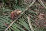 IZABAL, GUATEMALA. February 13, 2018 – Palm fruit on the forest floor. According to a 2006 UN report on {quote}The right to food,” Guatemala’s land policies were deliberately designed to create cheap labour forces by reducing the land available for indigenous people's own subsistence activities. The country has a long history of exclusionary development that has left indigenous communities without land or labour rights and subject to pervasive racial discrimination, the report said.Guatemala has the second-largest rainforest cover in Latin America, after Brazil. The country lost an average of 68,000 hectares a year between 2005 and 2010 (3.72% per year). The rate of deforestation has almost tripled in a decade due to government regulations that incentivize productive lands over natural areas and promote subsidized development.