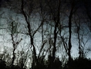 A reflection of trees in water, at Aldie Park, Aldie, VA. The lines remind me of family lineage. The three dark ones represent my new family: myself, my husband and our son. But it also reminds of family history, stories and ancestors. Winter, 2020.Details – Handsigned. Open Edition. Medium: Archival pigment print. Paper: Pro Luster. Image Size: 8 x 10-inches, unframed. $135