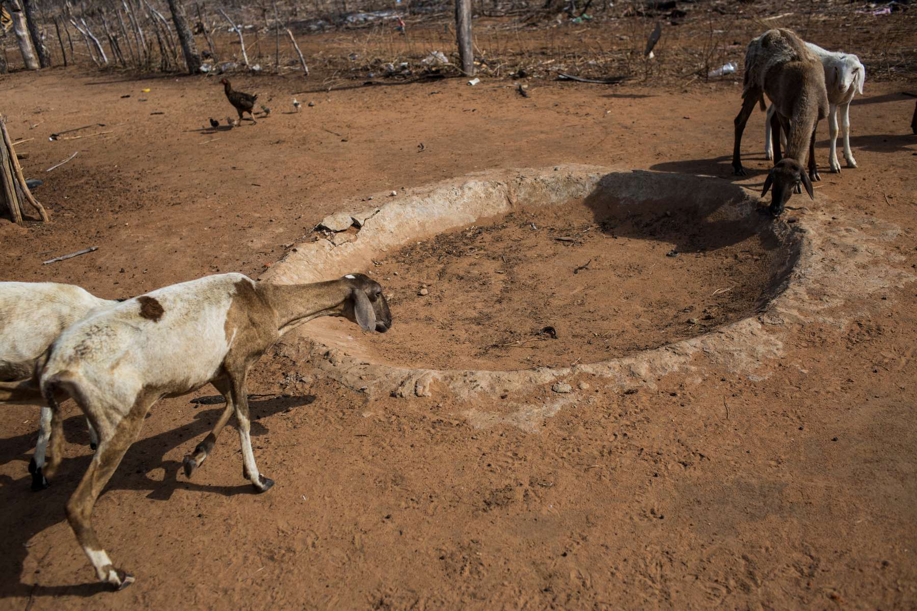 Campo Alegre de Lourdes, Bahia, Brazil. Saturday, Nov. 14, 2015.Goats look for food in a paddock area at a homestead near Campo Alegre de Lourdes in the state of Bahia, Brazil, on Saturday, Nov. 14, 2015. Subsistence farmers raise goats because they are adaptable to drought conditions. They require little water and can selectively choose the most nutritious parts of a plant with their small mouths. Farmers in the region who grow enough to feed themselves and their families have long lived with erratic rainfall. The Serão has the largest concentration of rural poverty in Latin America, with a third of its residents living in extreme poverty.