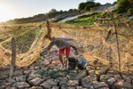 Passagem, Brazil. Wednesday, Nov. 11, 2015.“It’s the first time I’ve seen it dry in my lifetime,” said Pedro Jose Oliveira, 67, a retired fisherman. Senhor Oliveira passes through a fishing net where he delivered water for his cattle from a pump tapped into the dried-out riverbed of the São Francisco River in Bahia, Brazil, on Wednesday, Nov. 11, 2015. He receives government assistance due to reduced fish stock because of the drought. The region has suffered from the worst drought in 50 years, with little to no rainfall in the last six years.Located in Northeast Brazil, the Sertão region is characterized by unforgiving heat, slash-and-burn agriculture, water scarcity, and severe environmental degradation. It has the largest concentration of rural poverty in Latin America, with a third of its residents living in extreme poverty. The Sertão is home to nearly 20 million people. The region lies between the Amazon to the west and the northeastern coast, covering nine states. 