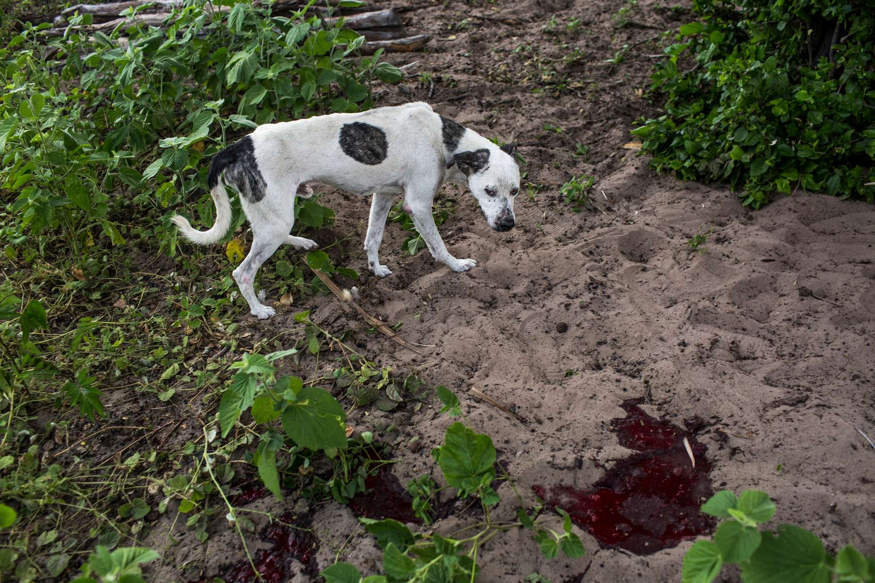 Brejo da Serra, Bahia. Wednesday, Feb. 10, 2016.A dog walks past a puddle of blood from a slaughtered calf, in a Brejo. Brejos are microregions in the Sertao with humid (sandy) soil, normally used for agriculture, especially corn, feijão and sugarcane plantations. They are considered swampy areas. Today, Brejo da Serra is loosing its humidity and its native plants, including the buritizais, an aquatic palm that helps retain water. The stems, leaves, and fruits are used by communities, such as heart of palm. Locals say that where you find a buriti, there is water but the brejo is dying and the plants are loosing their water.  