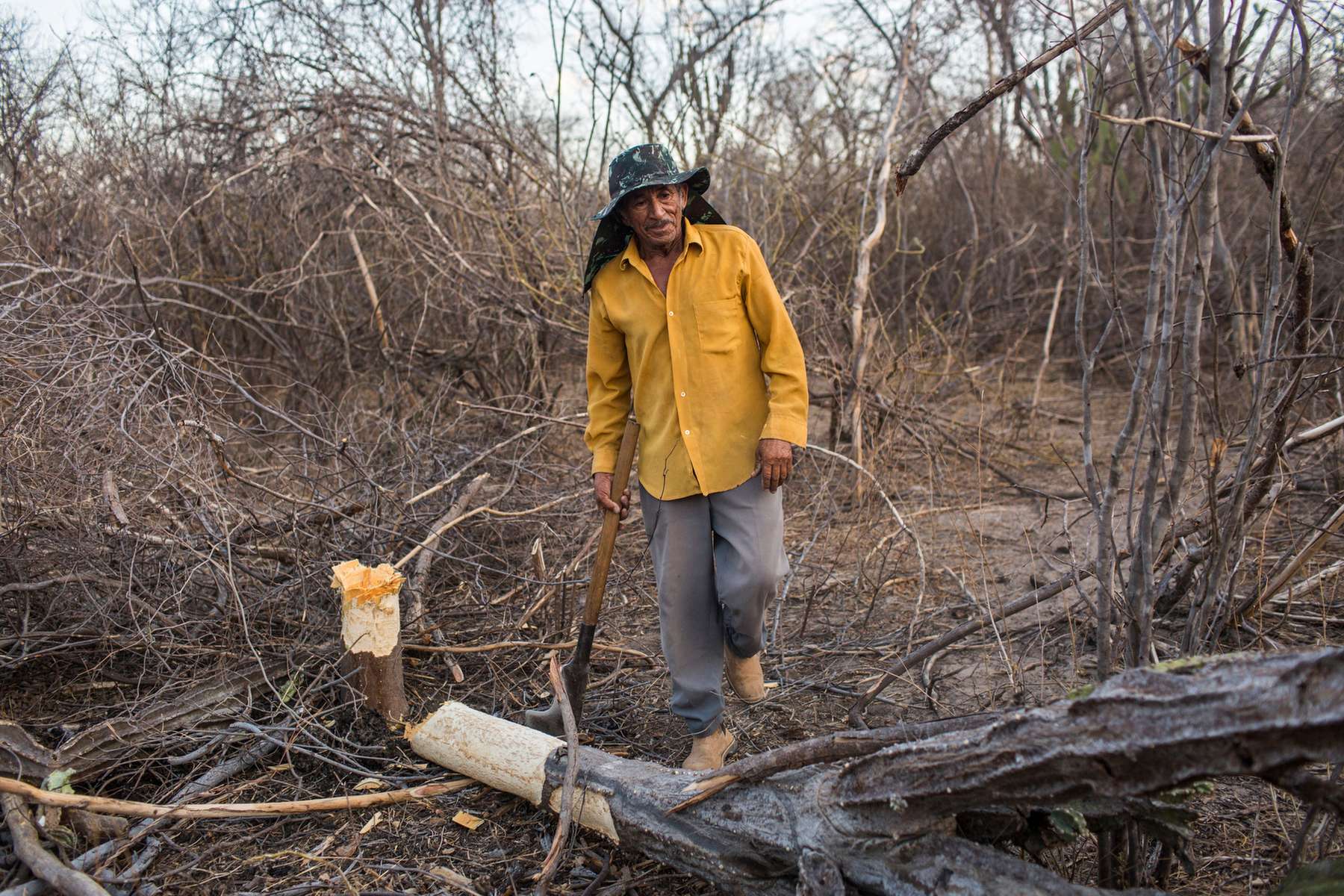 Campo Alegre de Lourdes, Brazil. Monday, Nov. 16, 2015.“When the animals start to eat mandacaru, you know the seca, drought, is bad,” said Joaquim Ferreira de Maceo, 71, who finished chopping down a cactus-like tree to feed his animals. “A seca é a pior.” This drought is the worst – in fifty years. Joaquim said his family lost the seeds because everything they grew died. “You only see land. You see animals eating trees.” The plants ​used to be taller and fuller. Now, they risk extinction. “It’s drying. The clouds don’t even come here.”