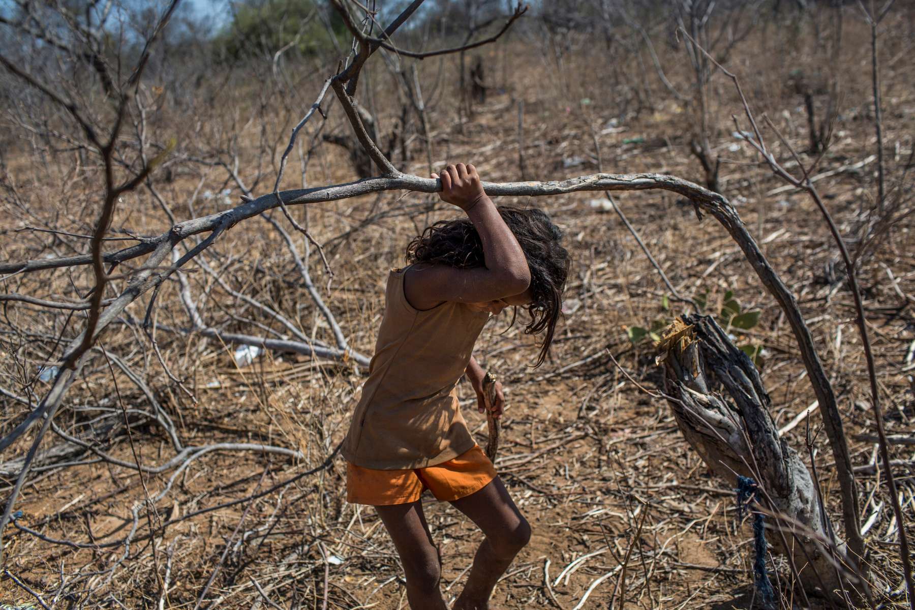 Campo Alegre de Lourdes, Brazil. Saturday, Nov. 14, 2015.Pamela dos Reis, 8, collects dead, brittle wood from the dried caatinga, the native vegetation of the Sertão, to be used as fuel for cooking. A typical diet includes couscous, some dried meat and fat, and instant coffee. The cycle of poverty that exists for nearly 1/3 of the regional population is major social inequality issue in which poor families become impoverished for generations. 