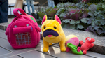 Carlos Toys include Carlos the French Bulldog, his bright pink carrier and 3 squeaky toys. These toys made their debut on the first page of Ankle Soup. Photography by Greg Lord.