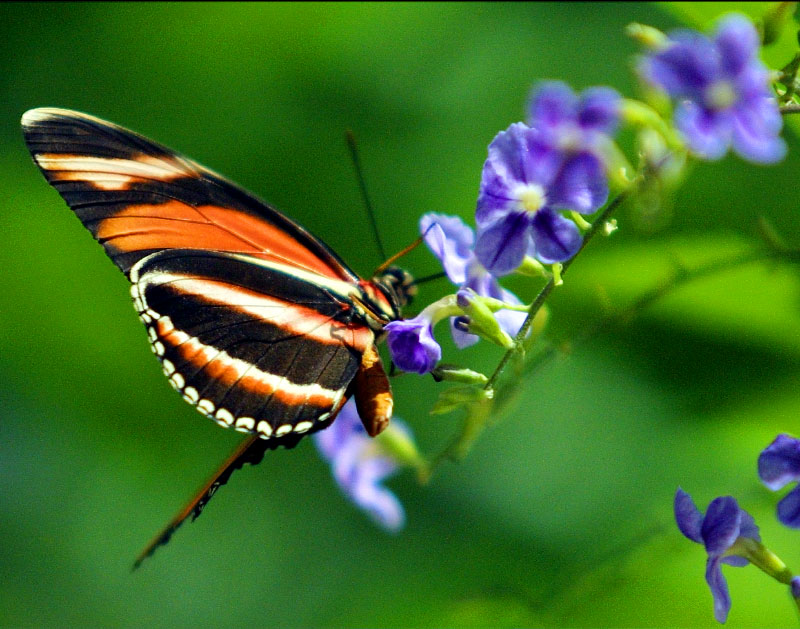nat-Butterfly