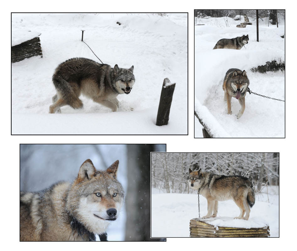 Wolf Country USA which was breeding and selling 'wolf dogs' an illegal activity in the USA. The dogs were held on short chains and unable to interact with the other dogs in very poor conditions. Local authorities asked for help on a relocation mission.