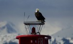Eagle, Alaska