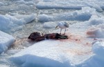 A seagull pecks at a fresh carcass
