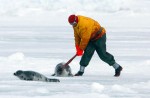 This hunter sprinted across the ice killing many seals as he went