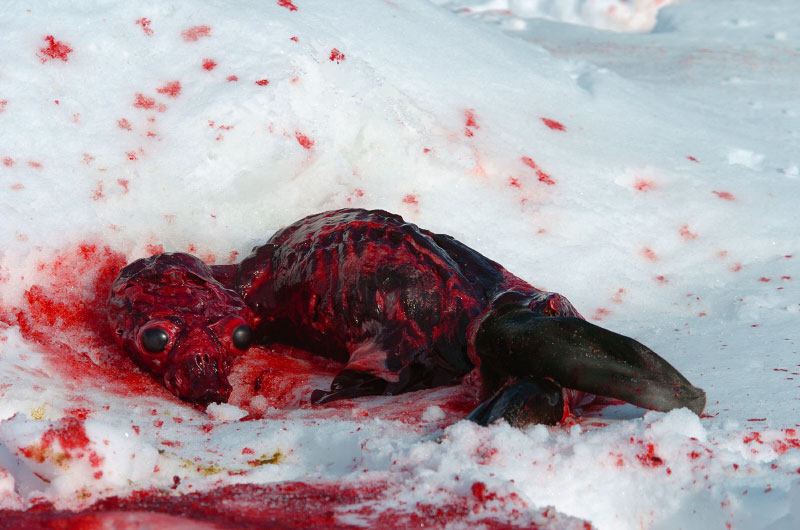 An intact skinned seal