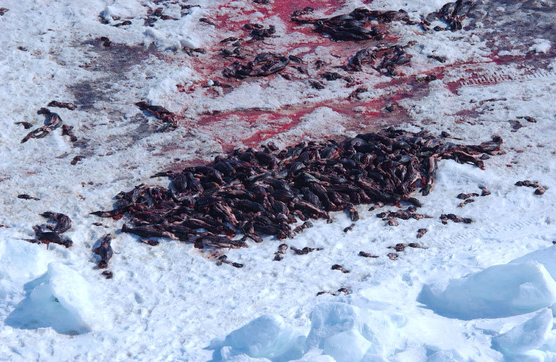 Pile of carcasses shot from the helicopter.