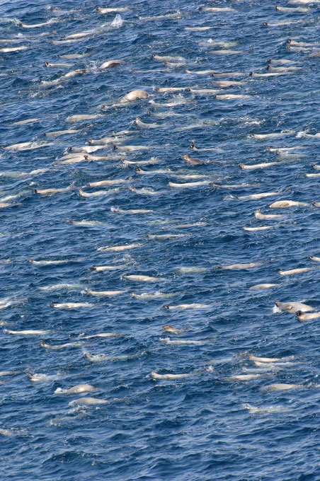 Migrating adults. Shot from the helicopter as we travelled to the hunt. Many adults swim upside down to watch for sharks or whales that can attack from below