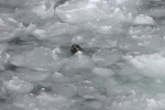 A poor ice year when many seals drowned due to lack of solid ice