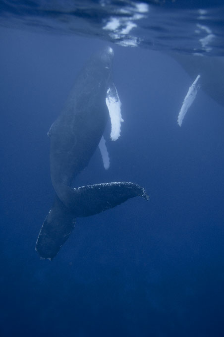 web-whale031