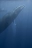web-whale036