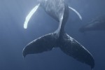 web-whale038